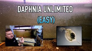 How I Raise Daphnia Water Fleas And You Can Too [upl. by Iat]