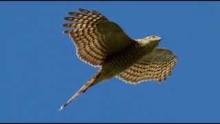 Sparrowhawk Bird Call Bird Song [upl. by Eelrebmik]