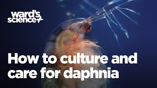 Caring and Culturing for Daphnia [upl. by Obla]