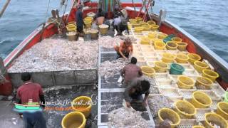 Thai Stop IUU Fishing Documentary Chapter 2 [upl. by Tollmann]