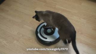 Cat shows HOW TO use iRobot Roomba Vacuum [upl. by Lenhart]