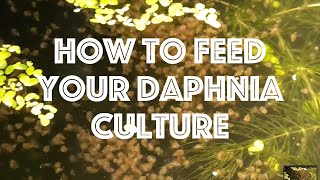 How To Feed Your Daphnia Culture [upl. by Orr]