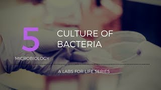 Culture of Bacteria [upl. by Boothe]