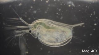 Daphnia magna under the Microscope [upl. by Altman]