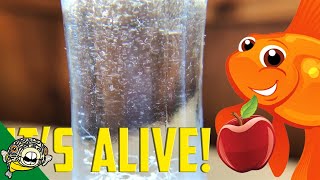 How to culture Vinegar Eels The EASY Way Live Fish Food [upl. by Viveca]