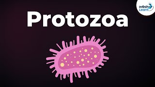 Introduction to Protozoa  Microorganisms  Biology  Dont Memorise [upl. by Patin]