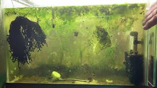 Scuds Daphnia Cherry Shrimp Copepods My aquatic food culture [upl. by Pascale]