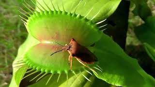 The World of the Venus Fly Trap  How it Attracts and kills  Nature Connection [upl. by Aerbma]