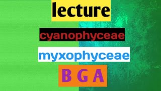 cyanophyceae general character। Myxophyceae। BGA [upl. by Enelym117]