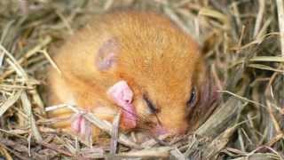 A guide to surveying torpid hazel dormice [upl. by Eniledgam]