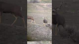 Hunting Rutting Mule Deer in Montana [upl. by Reinaldos918]