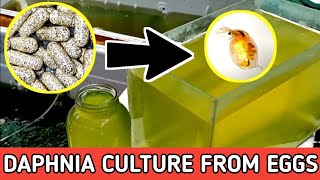 HOW TO HATCH DAPHNIA EGGS  HOW TO CULTURE DAPHNIA [upl. by Evangelina]