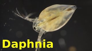 Daphnia [upl. by Nonaihr]