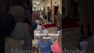 Memphis Peabody Hotel Ducks [upl. by Kally]