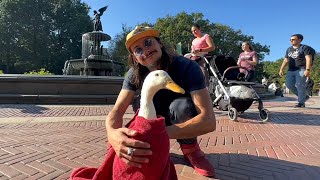 I took my duck to Central Park [upl. by Asiek940]