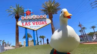 I took my duck to Las Vegas [upl. by Yurt]