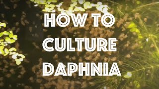 How To Culture Daphnia Magna [upl. by Rentschler225]