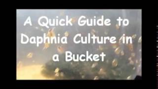 How to culture daphnia outside [upl. by Eardnaed135]