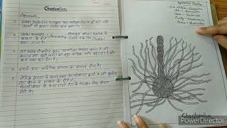 Botany practical file Bsc 1st year [upl. by Jamnes886]