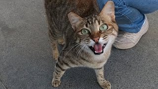 Excited cat meowing very loudly [upl. by Lea]