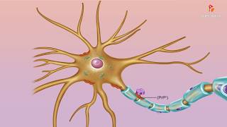 Abnormal misfolded prions  Medical microbiology animations [upl. by Enajiram]