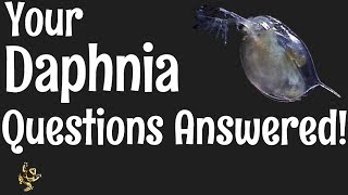 Daphnia Questions Answered [upl. by Eleanora]