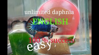 daphnia moina culture Easy way Unlimited production English  with sub Green water Chlorella [upl. by Edgar]