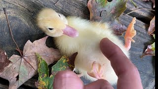 Baby Wrinkle The Duck [upl. by Thoer]