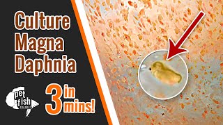 How to culture DAPHNIA MAGNA  The easy way [upl. by Narda171]