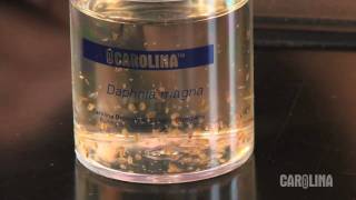 How to Care for Daphnia [upl. by Katrina]