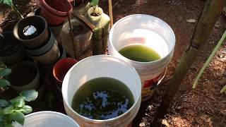 How to grow Green Water Algae [upl. by Nogas]