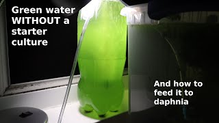 Green Water WITHOUT a Starter Culture  From Scratch  How To [upl. by Beltran]