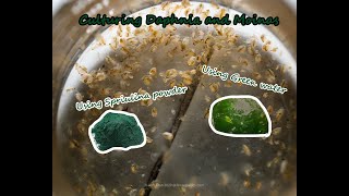 How To Culture Daphnia and Moinas using Green Water Spirulina powder [upl. by Rothenberg]