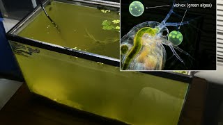 Raising Daphnia for the Freshwater Aquarium [upl. by Attegroeg]