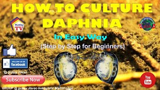 HOW TO CULTURE DAPHNIA In Easy Way [upl. by Kelwen]